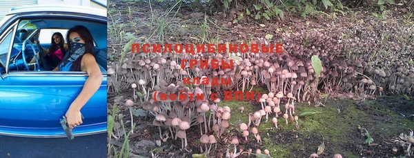 ГАЛЛЮЦИНОГЕННЫЕ ГРИБЫ Горняк